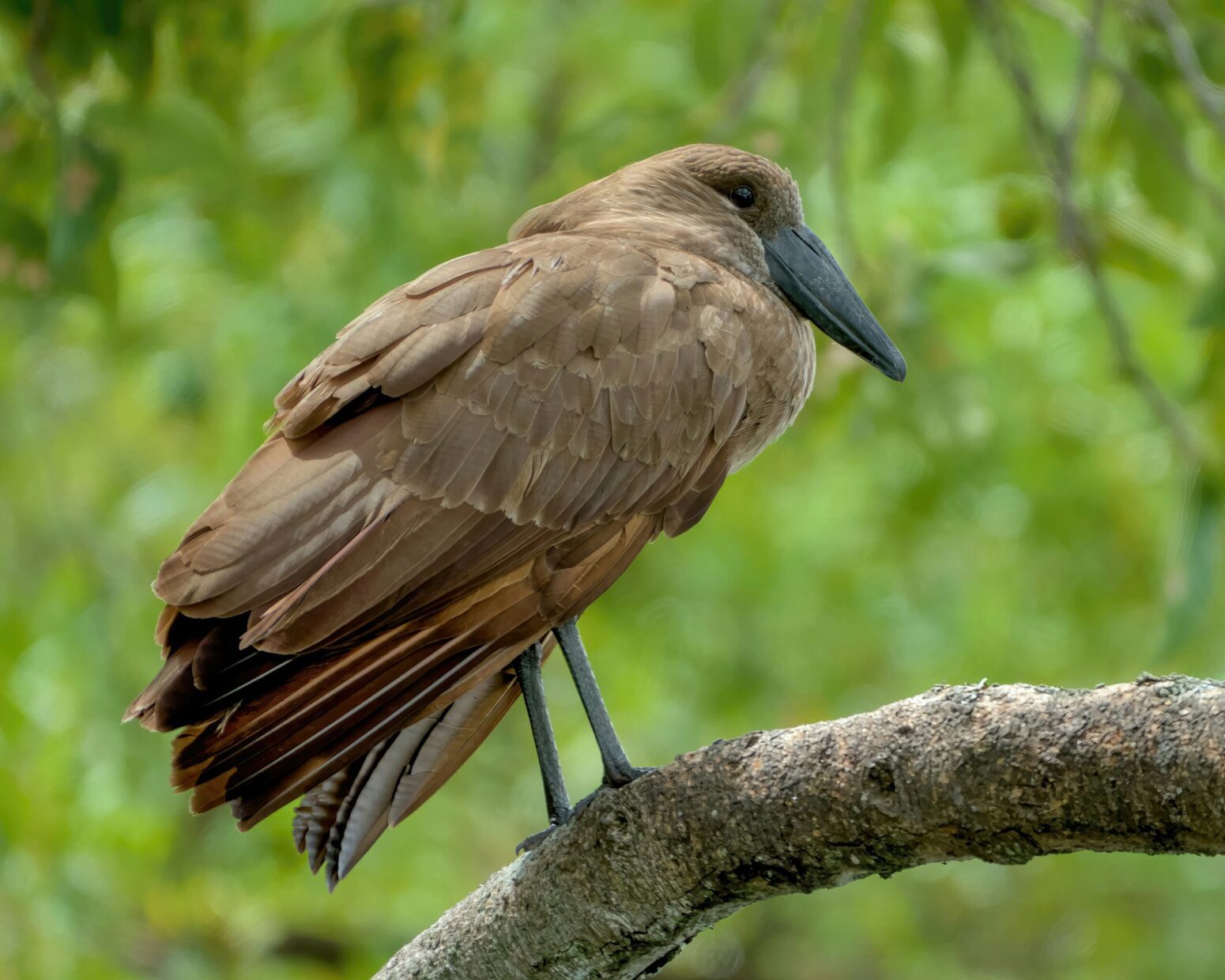 A Hamerkop, a large brown bird with a long black beak and slightly smiling aspect, stands on a branch with its head tucked close to its body.