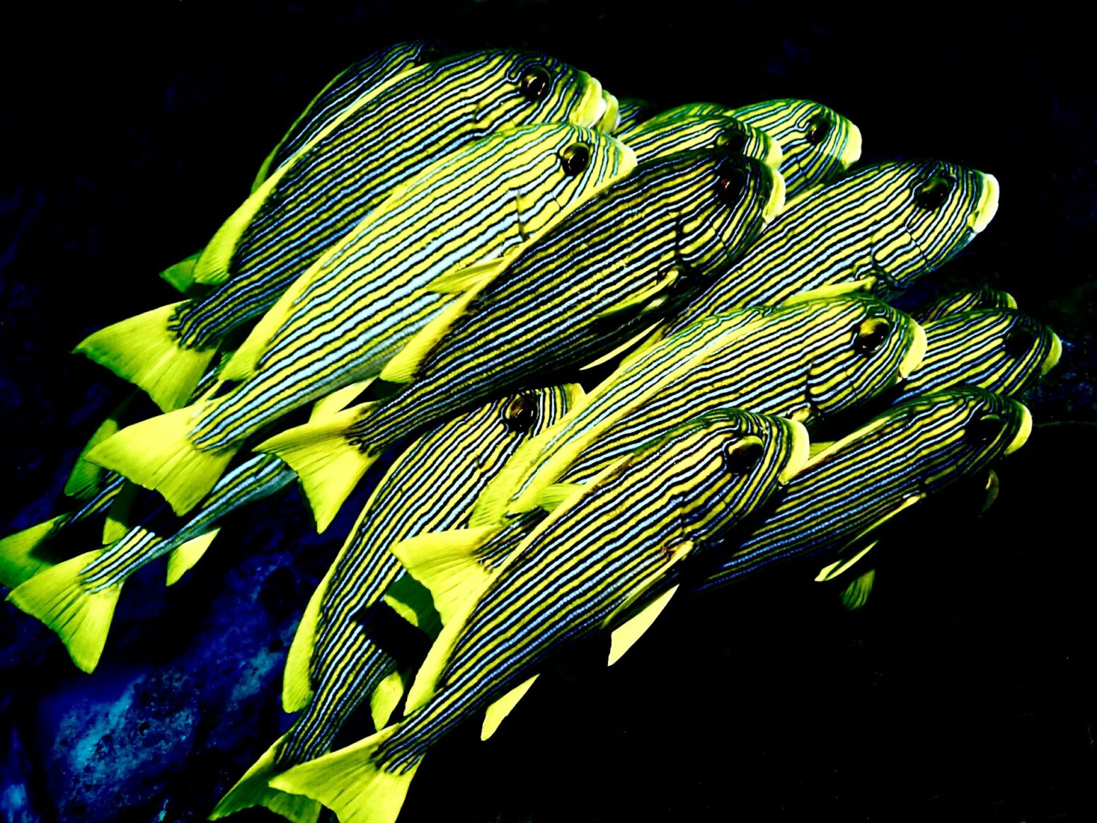A school of striped fish in electric yellow and blue.