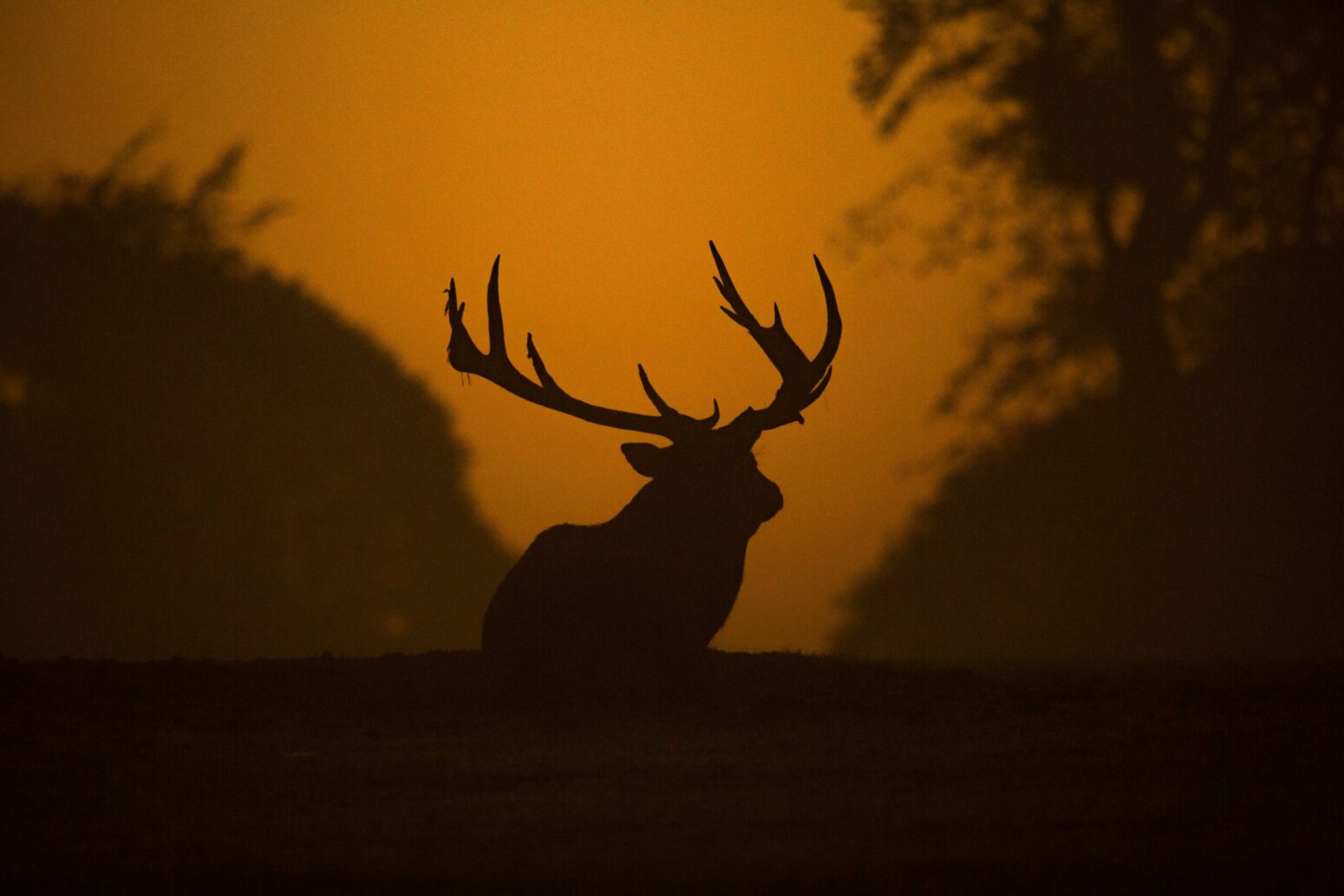 A stag with antlers in shadow, with hills and trees as dark shadows as well, with an orange sky behind