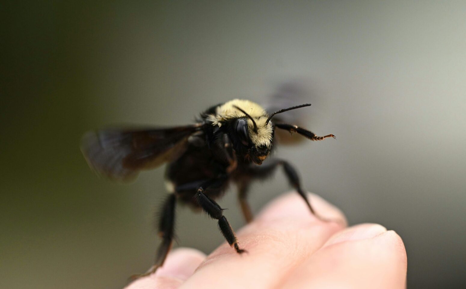 Extreme close-up of a bee perched on a person's fingers.