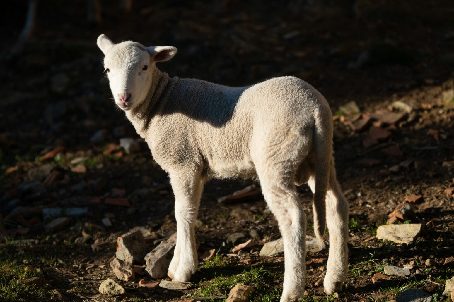 A photo of lamb with chiaroscuro.