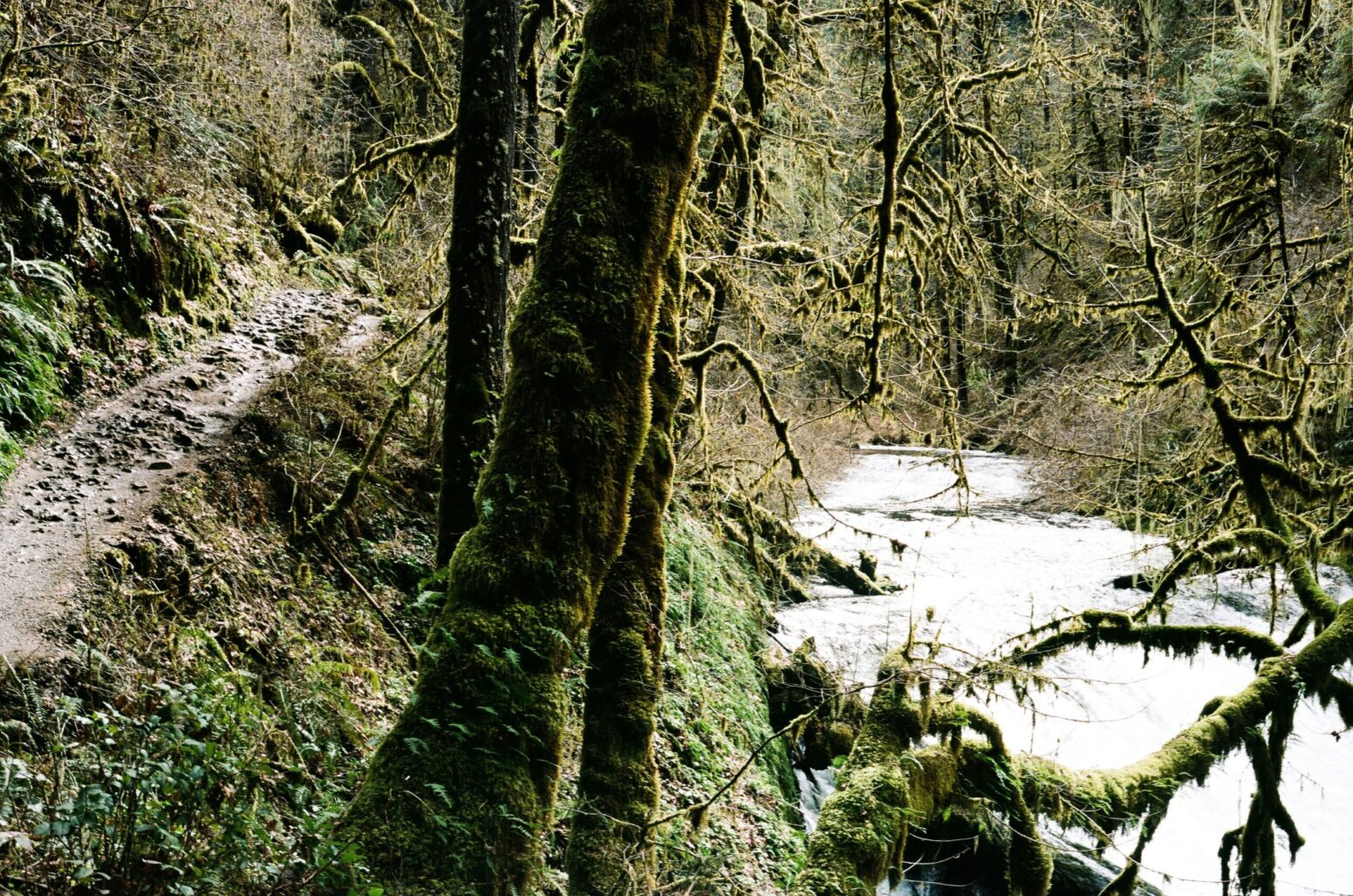 A wintry scene of a stream making its way through a forest with mossy trees