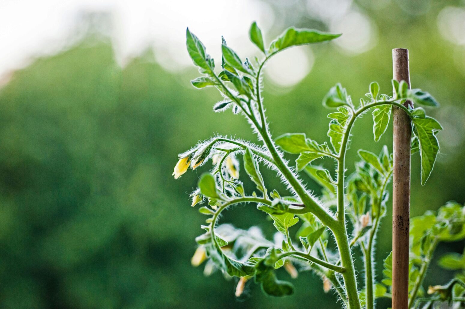 Yellow flowers sprouting at the top of a staked tomato plant.