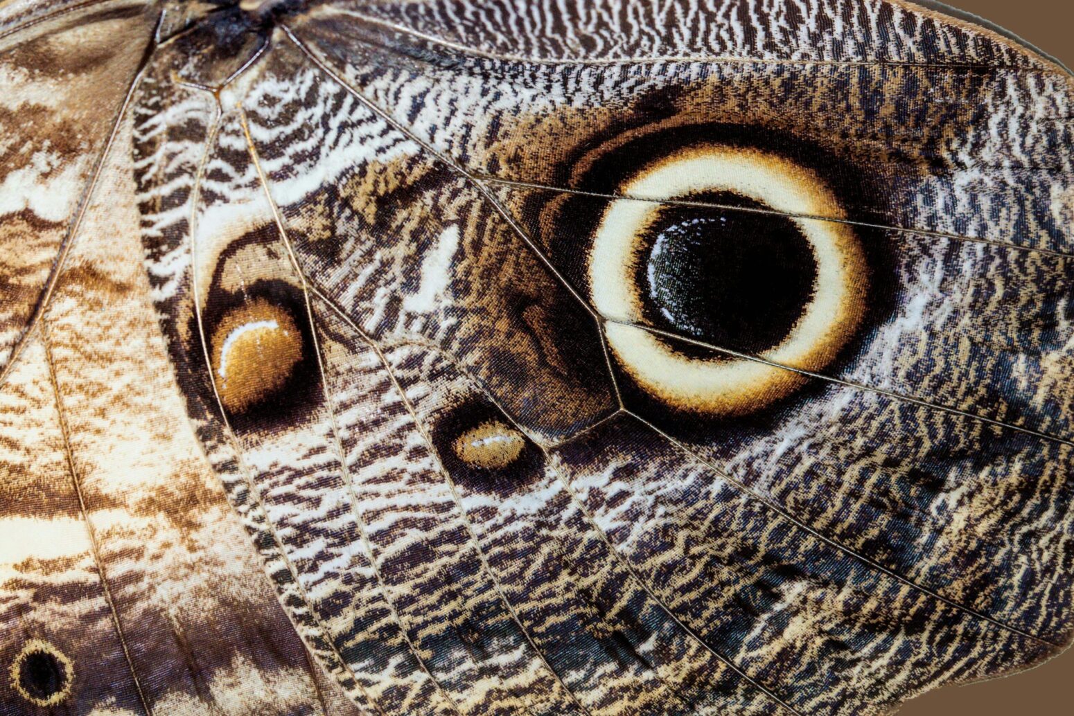 Close up of a moth's wing and a marking resembling an eye.