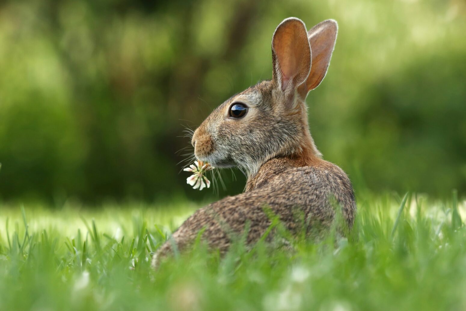 A brown rabbit eating clover in a field.