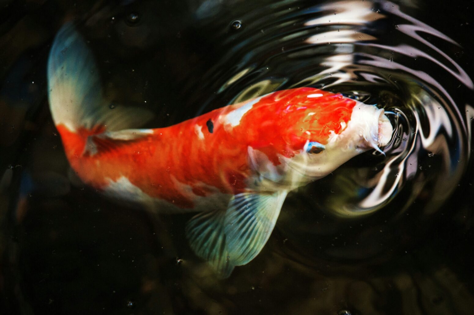 A koi fish, white with large, orange patches. It is opening its mouth above the surface of the water.
