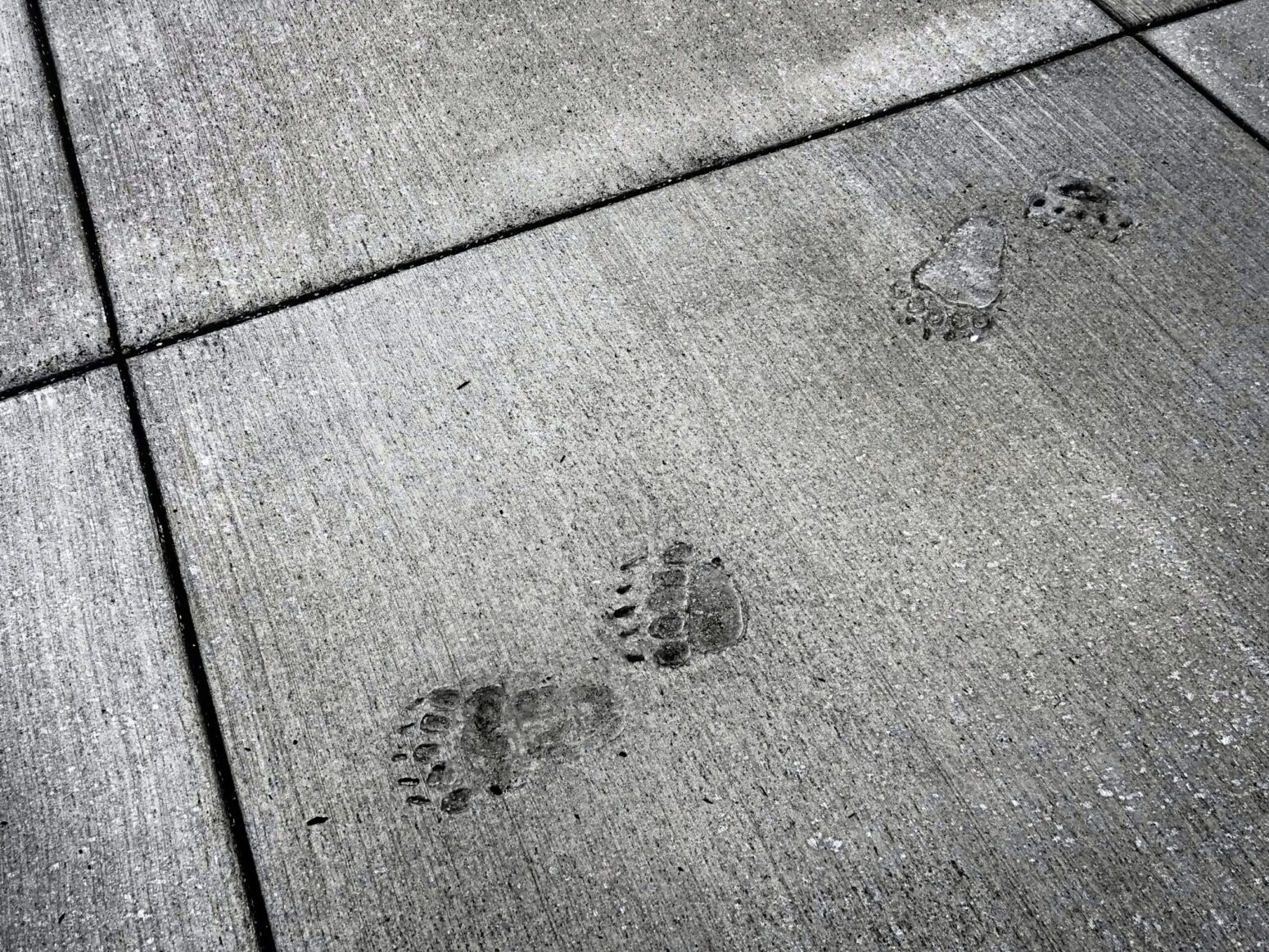 Animal prints in a sidewalk.