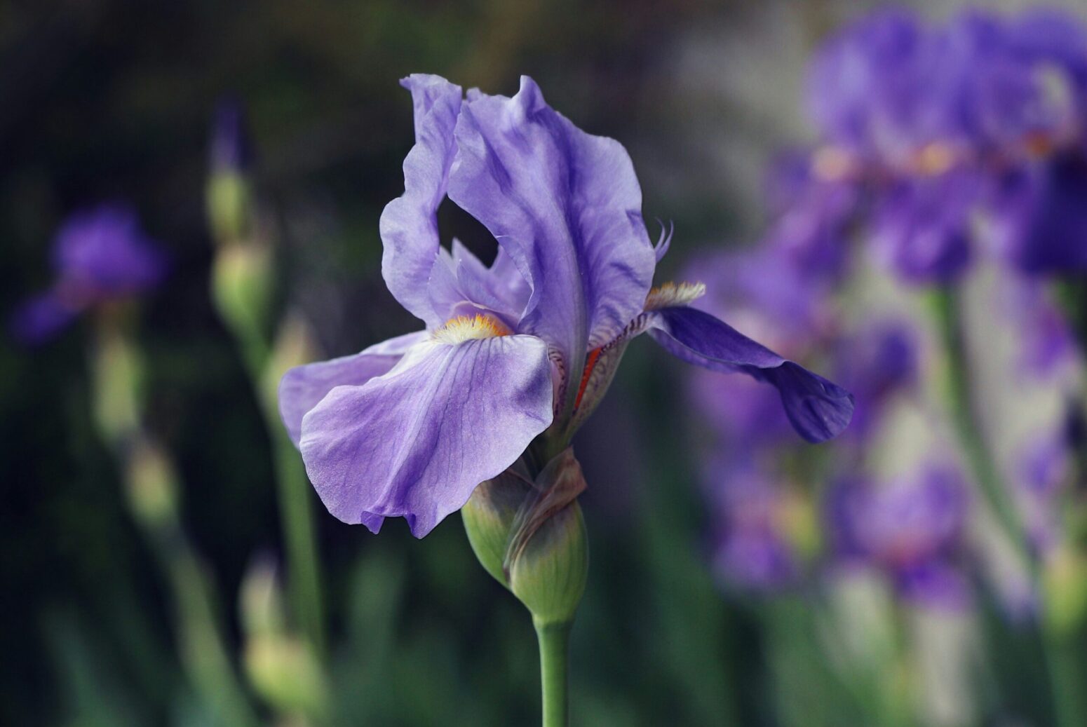 A purple iris in a field of purple irises.