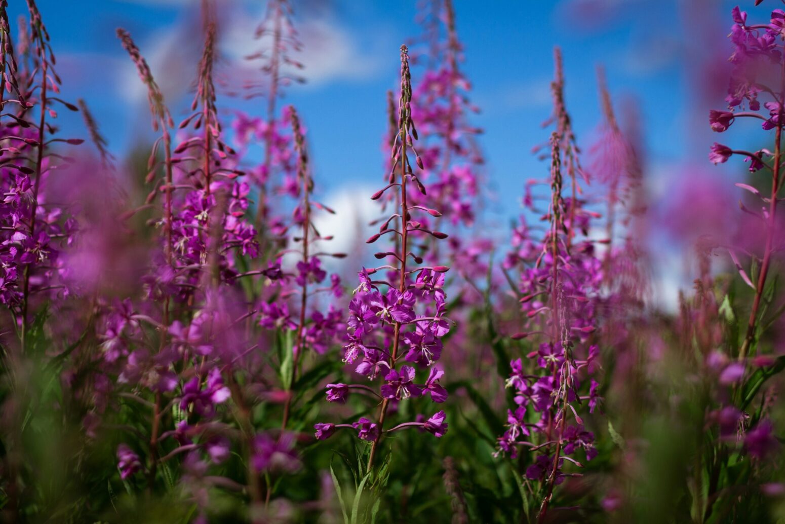 A field of fireweed, long stemmed plants with little purple flowers.