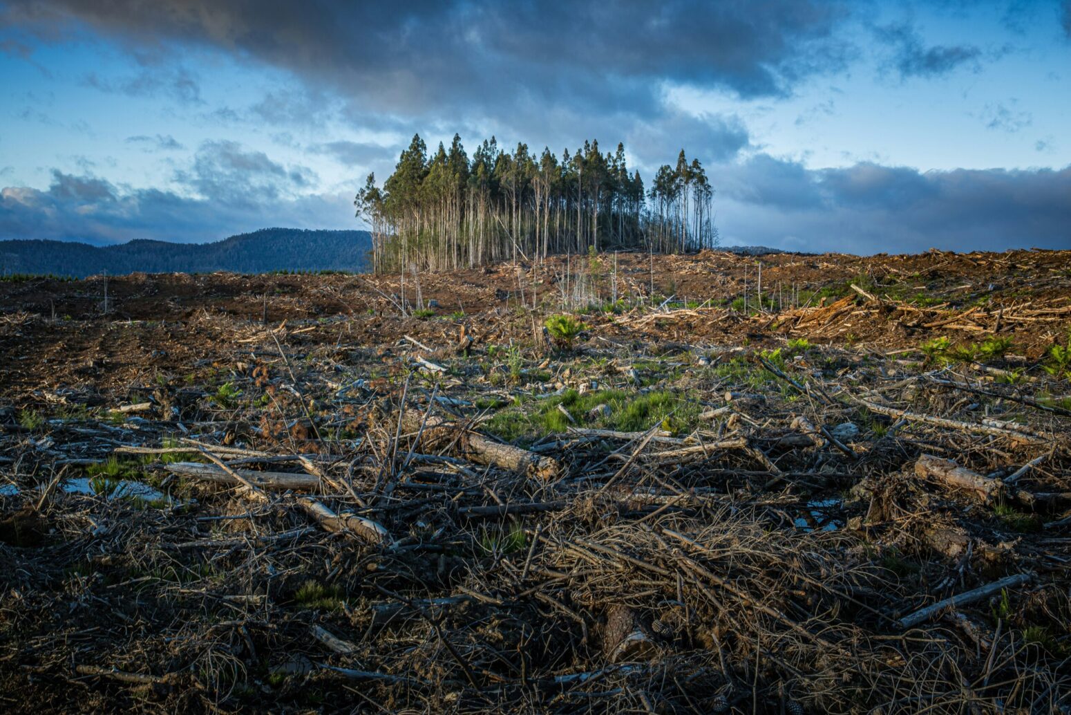 A small patch of trees surrounded by a vast amount of cut down, dying trees