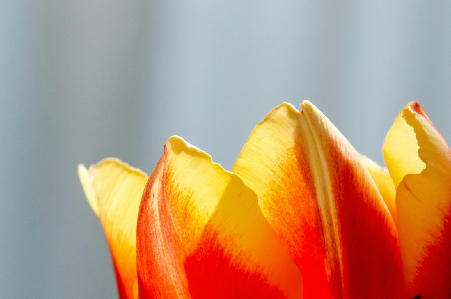 The tops of two Schrenck's tulips, which are a gradient of red-to-yellow-tipped petals.