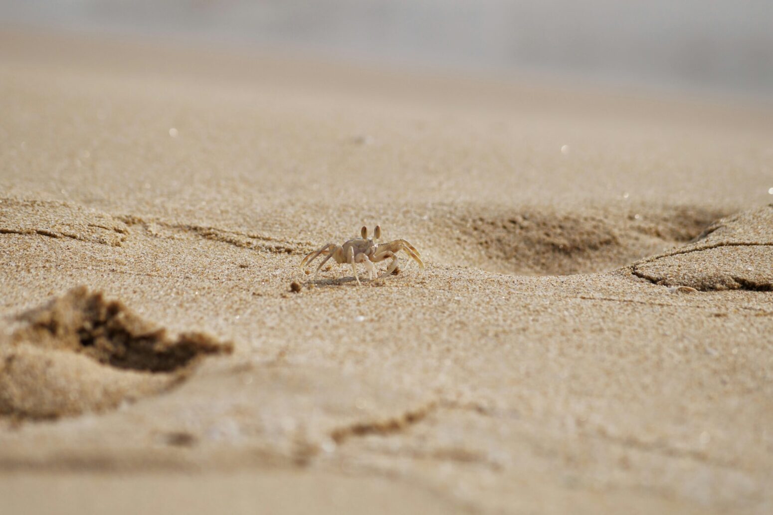 A small, sand-covered crab, crawling across a sandy beach.