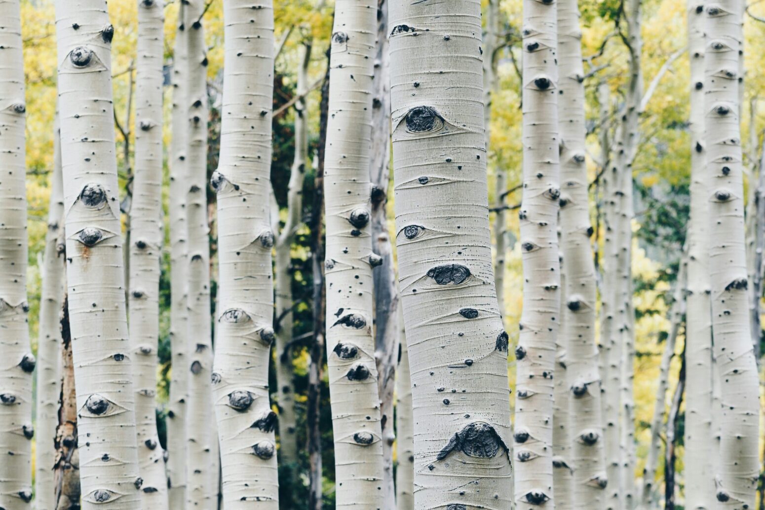 A forest filled with aspen trees; tall, thin trees with yellow leaves and white bark with black, eye-shaped markings.