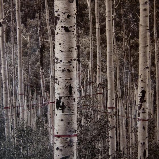 B & W image of a birch forest with purple threads sewn onto the image itself, forming links between trees.