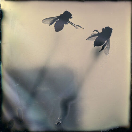 Two houseflies silhouetted on a tintype print. One appears to be pointing an accusatory leg at the other.