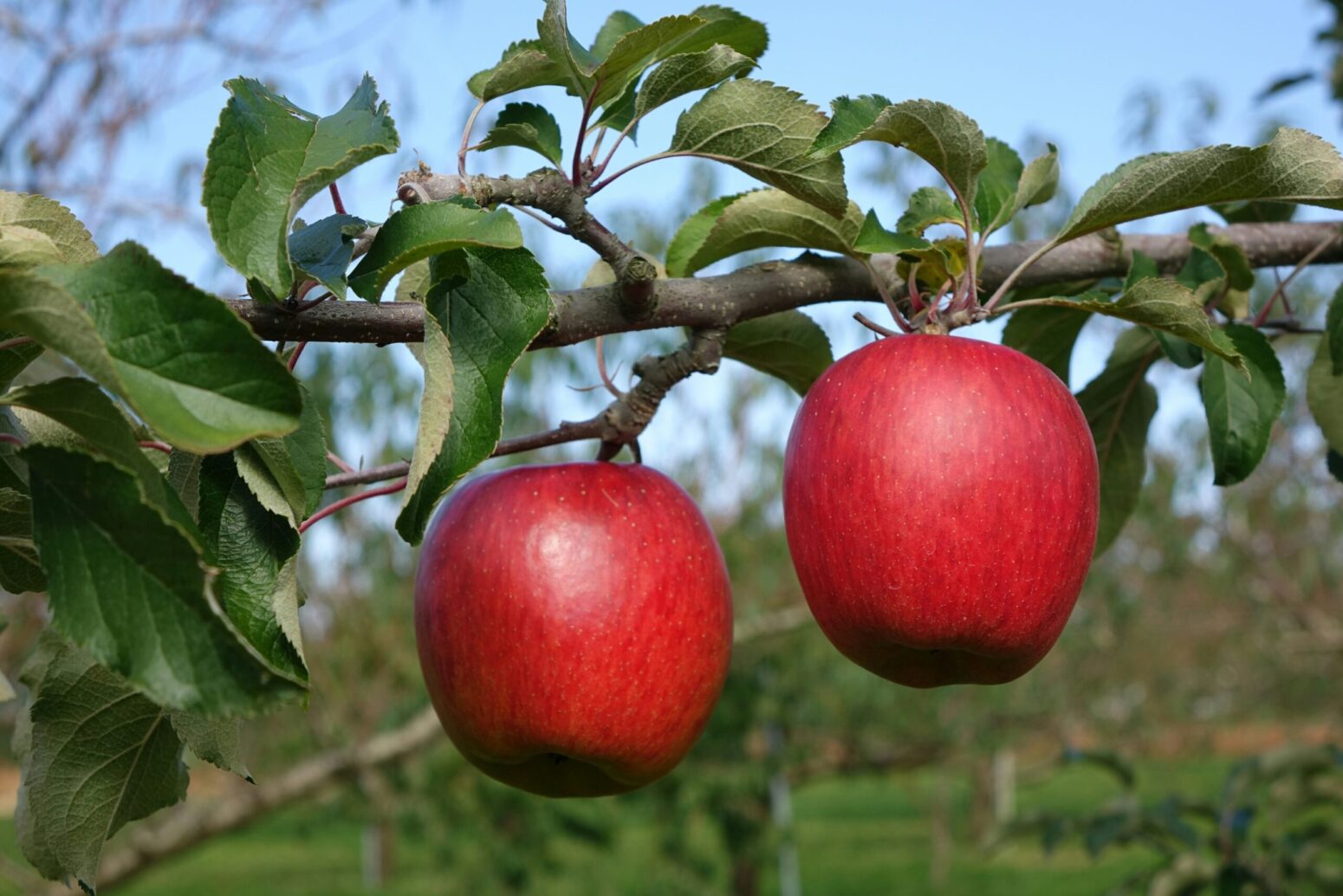 Two red apples hang from the branch of a tree.