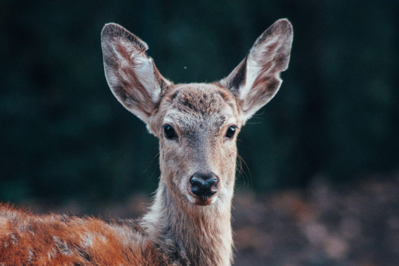 A brown doe, looking straight ahead with its ears perked up. Its eyes are black, and it stands in front of a dark, blurred, forest scene.