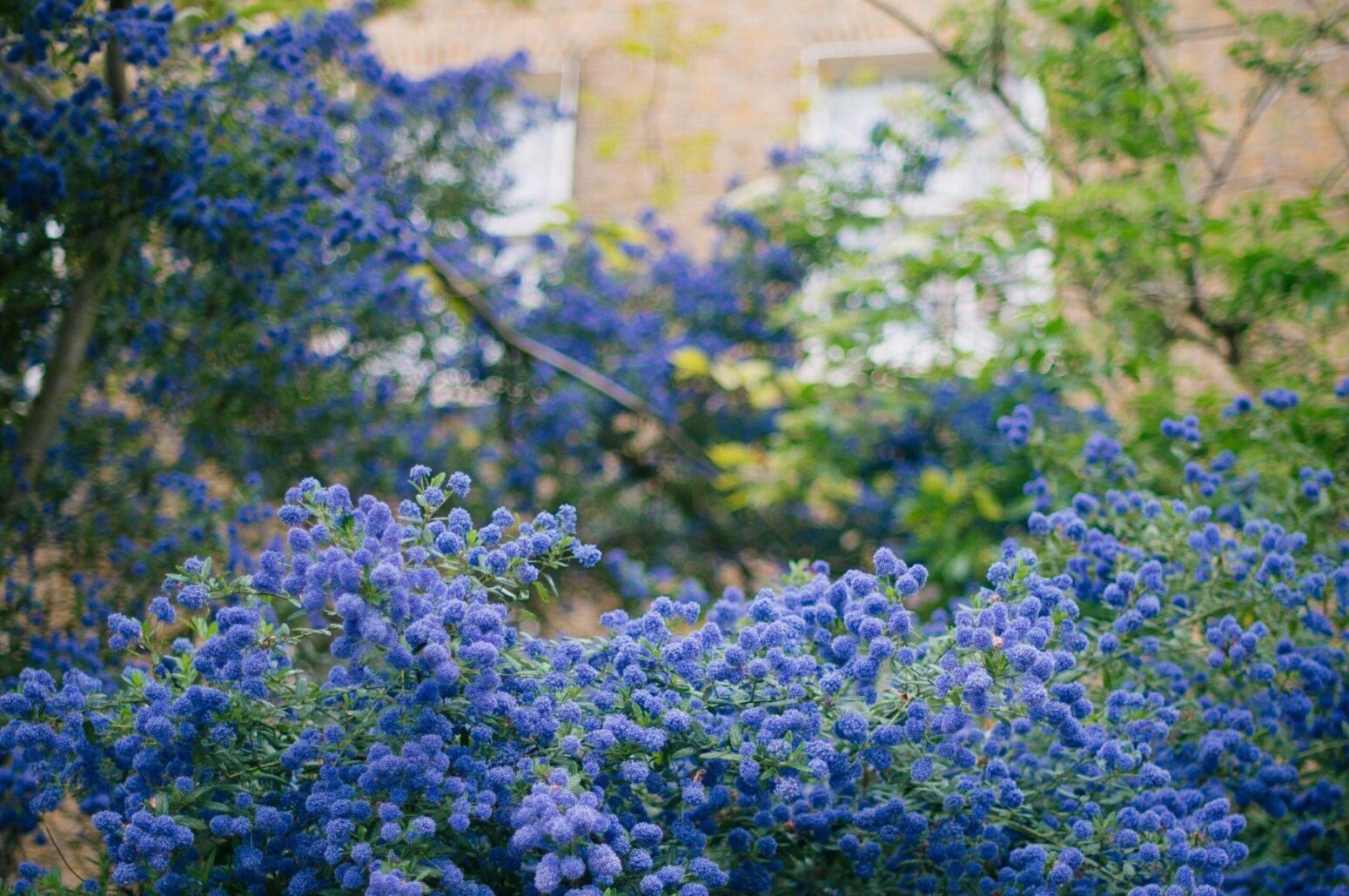 Lots of blue, flower bushes outside of a brick house with two windows.