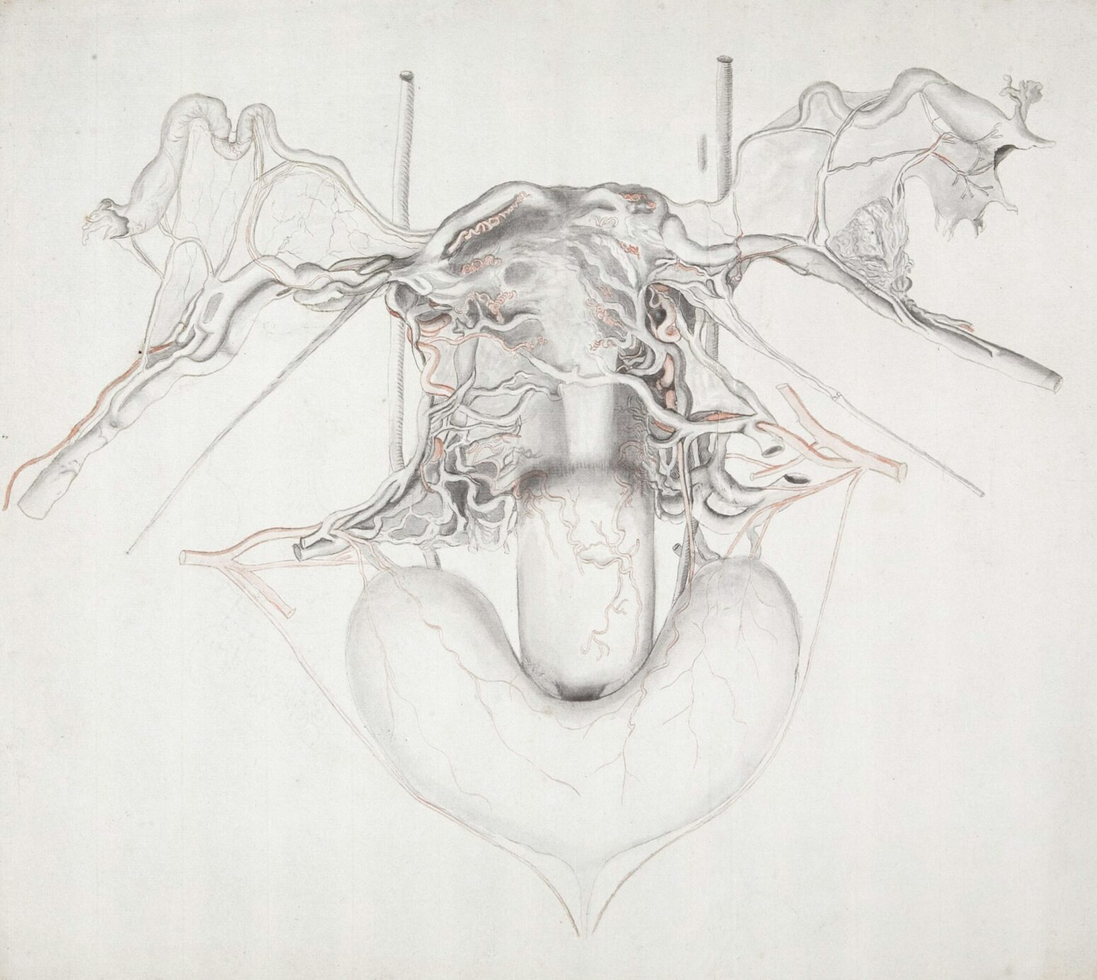 A black-and-white sketch of a uterus.