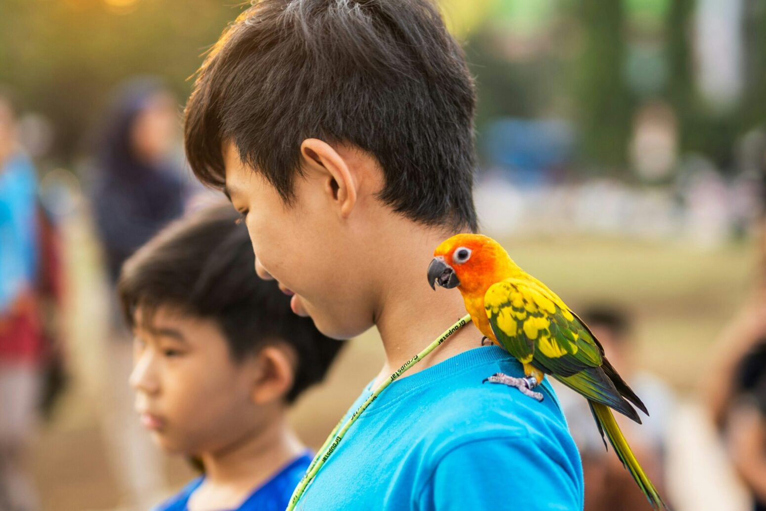 A boy with black, short hair, wearing a blue t-shirt, and looking down and facing the left. An orange, yellow, and green parakeet sits on his left shoulder.