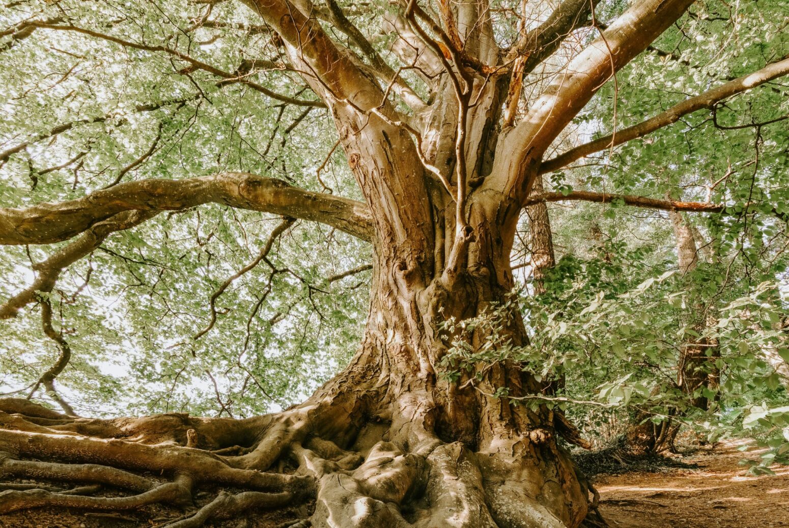An old, large, oak tree, with green leaves in big branches and roots.