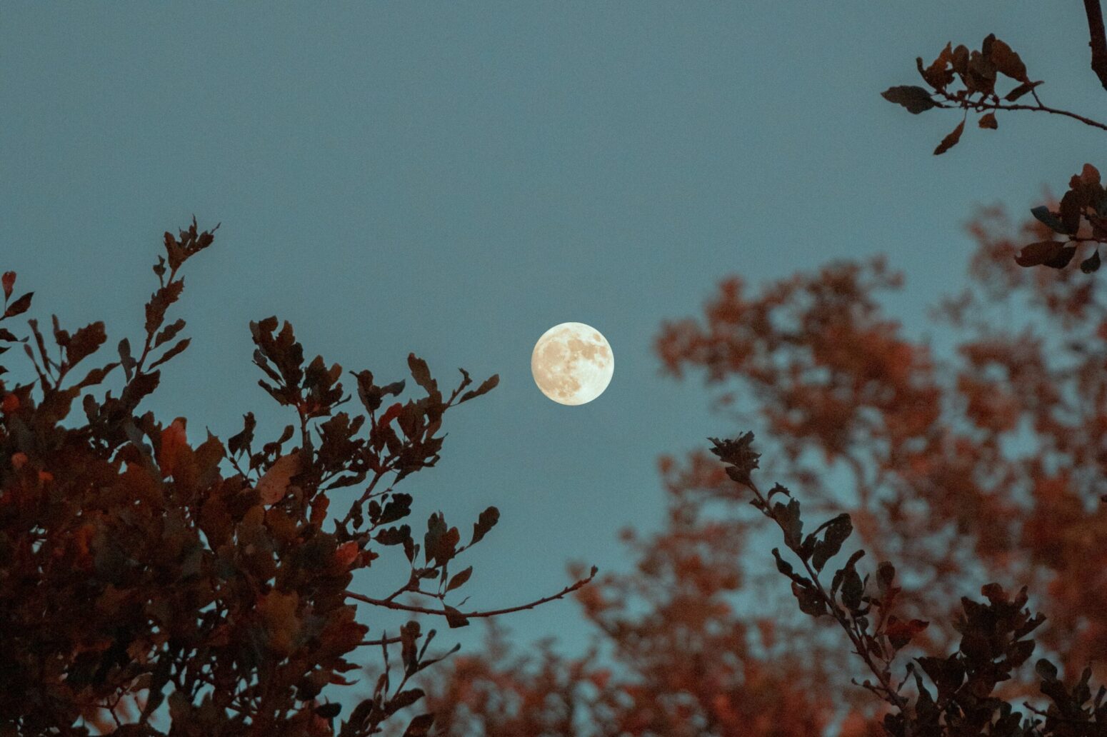 A view of a full moon in the sky. The perspective also has red-leafed trees surrounding it.
