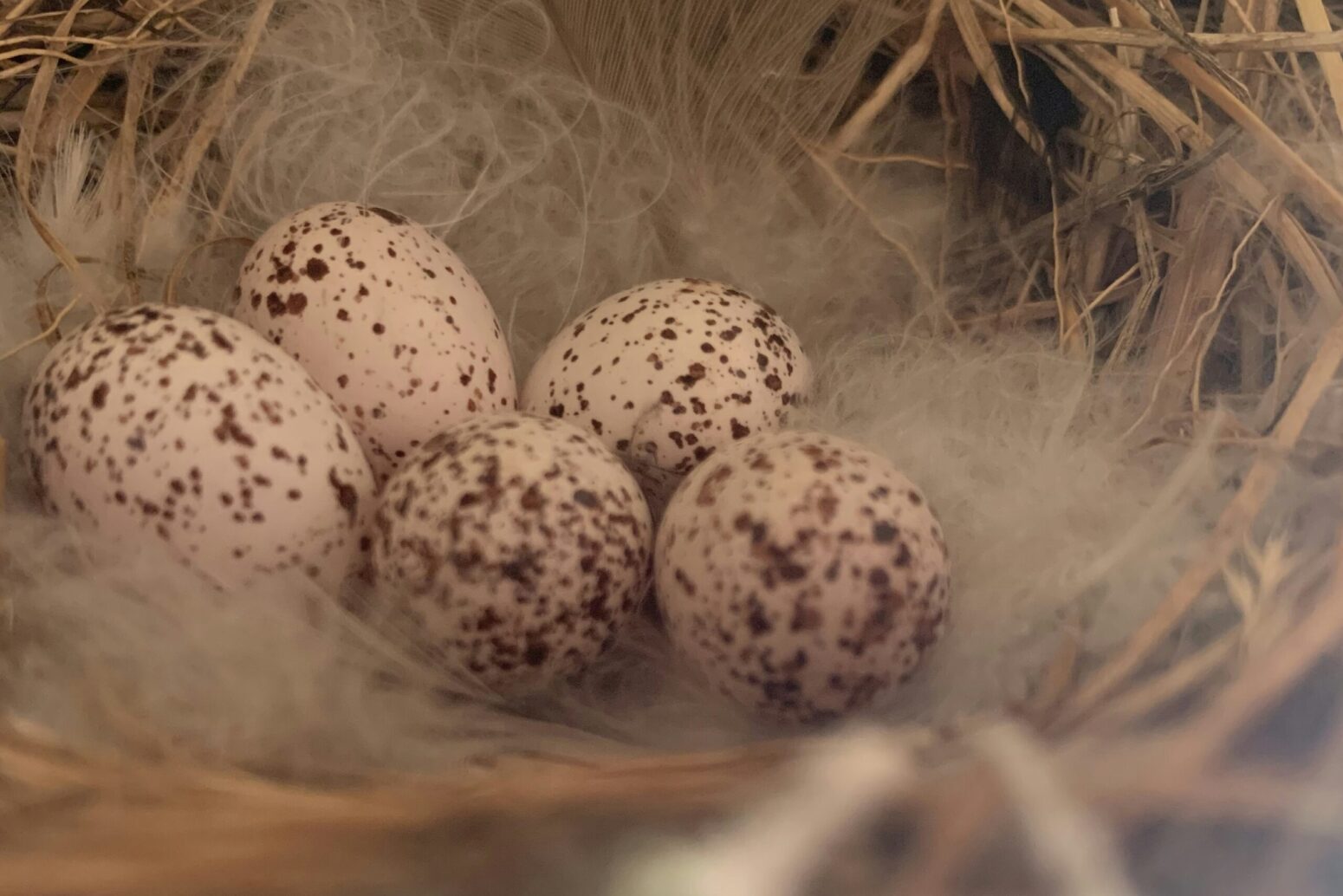 A straw-and-feather bird's nest with five white, brown-speckled eggs in it