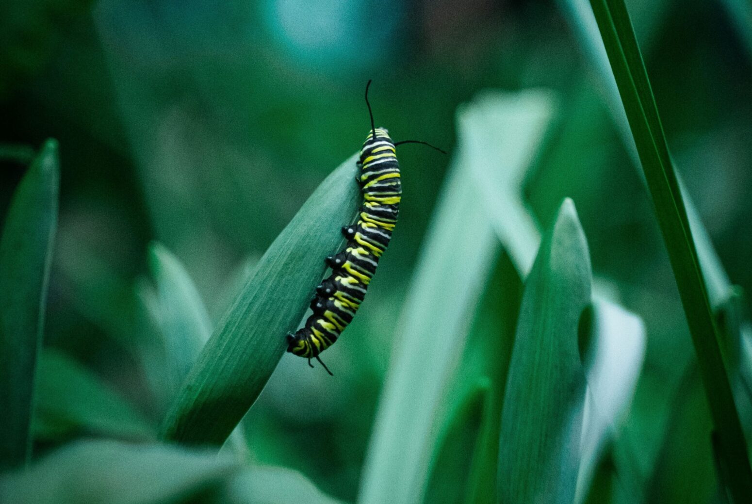 A black, yellow, and white caterpillar on the right side of a leaf. It is surrounded by other plants of the same kind.