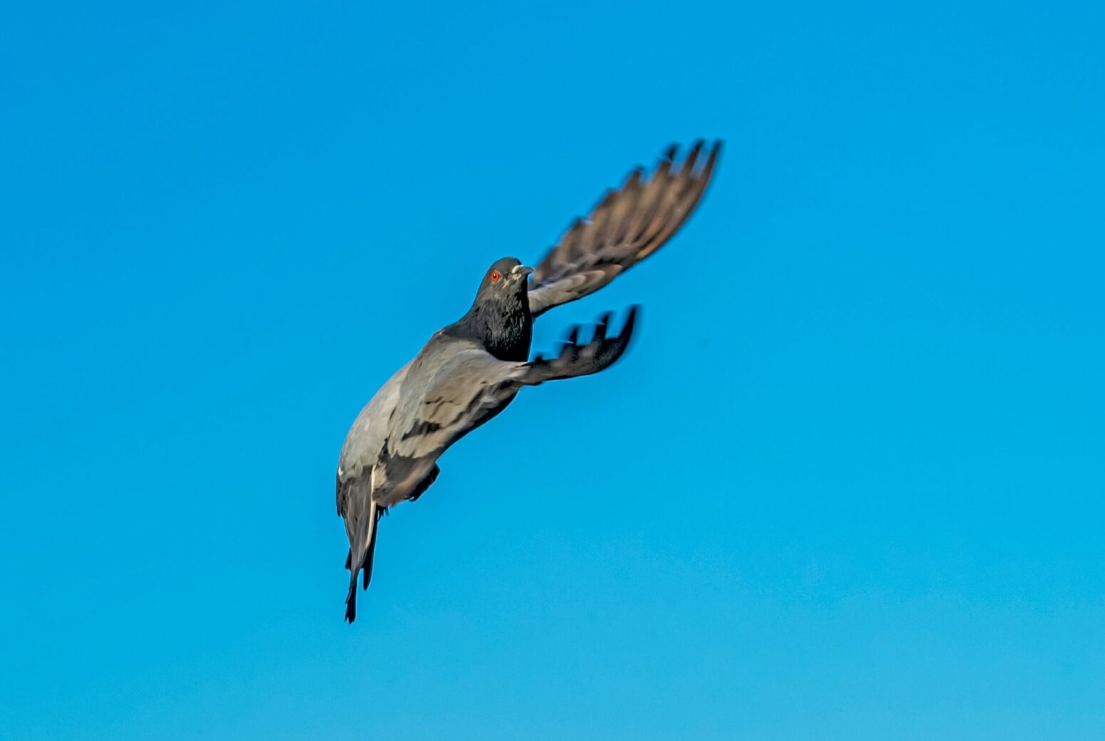 A pigeon, flying against a blue sky.