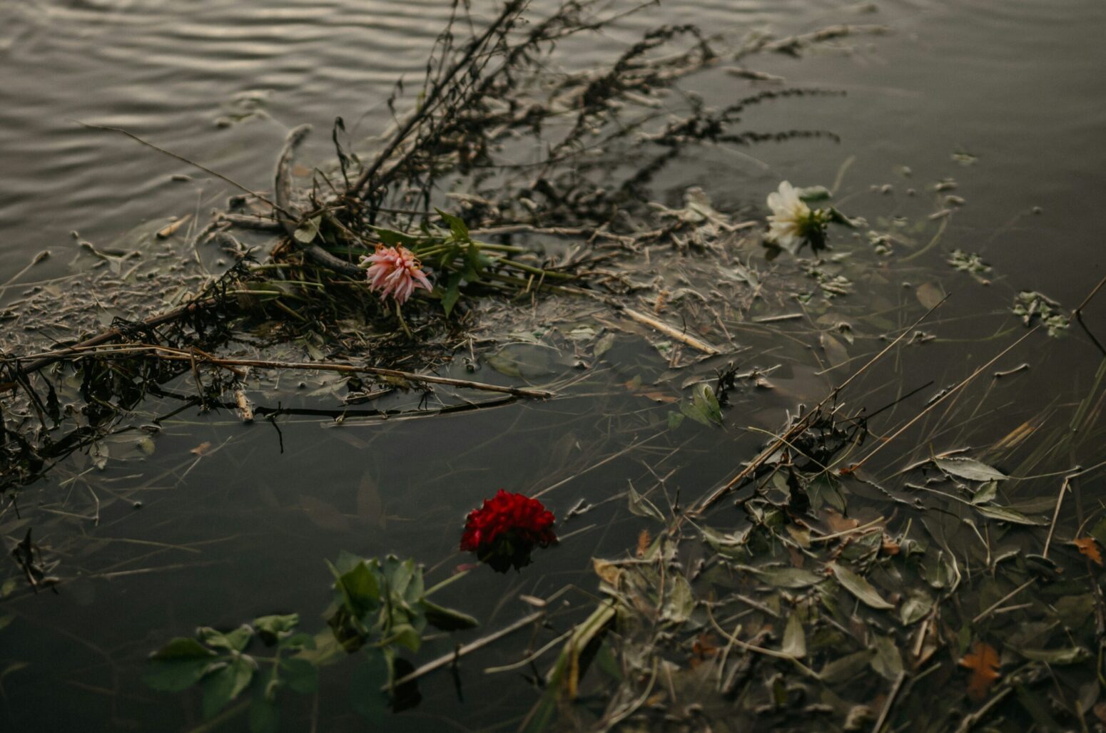 Red and pink carnations and wilting leaves lying in a dark river.