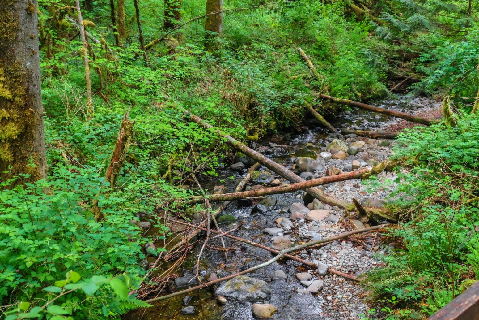 A creek running through a forest. The creek is shallow, and crossed by fallen branches. It is surrounded by thin trees and bright-green underbrush.