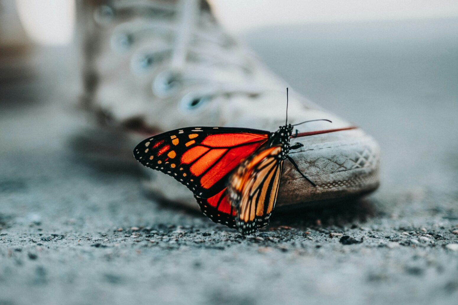 An orange-and-black monarch butterfly on the toe of a white Converse shoe.