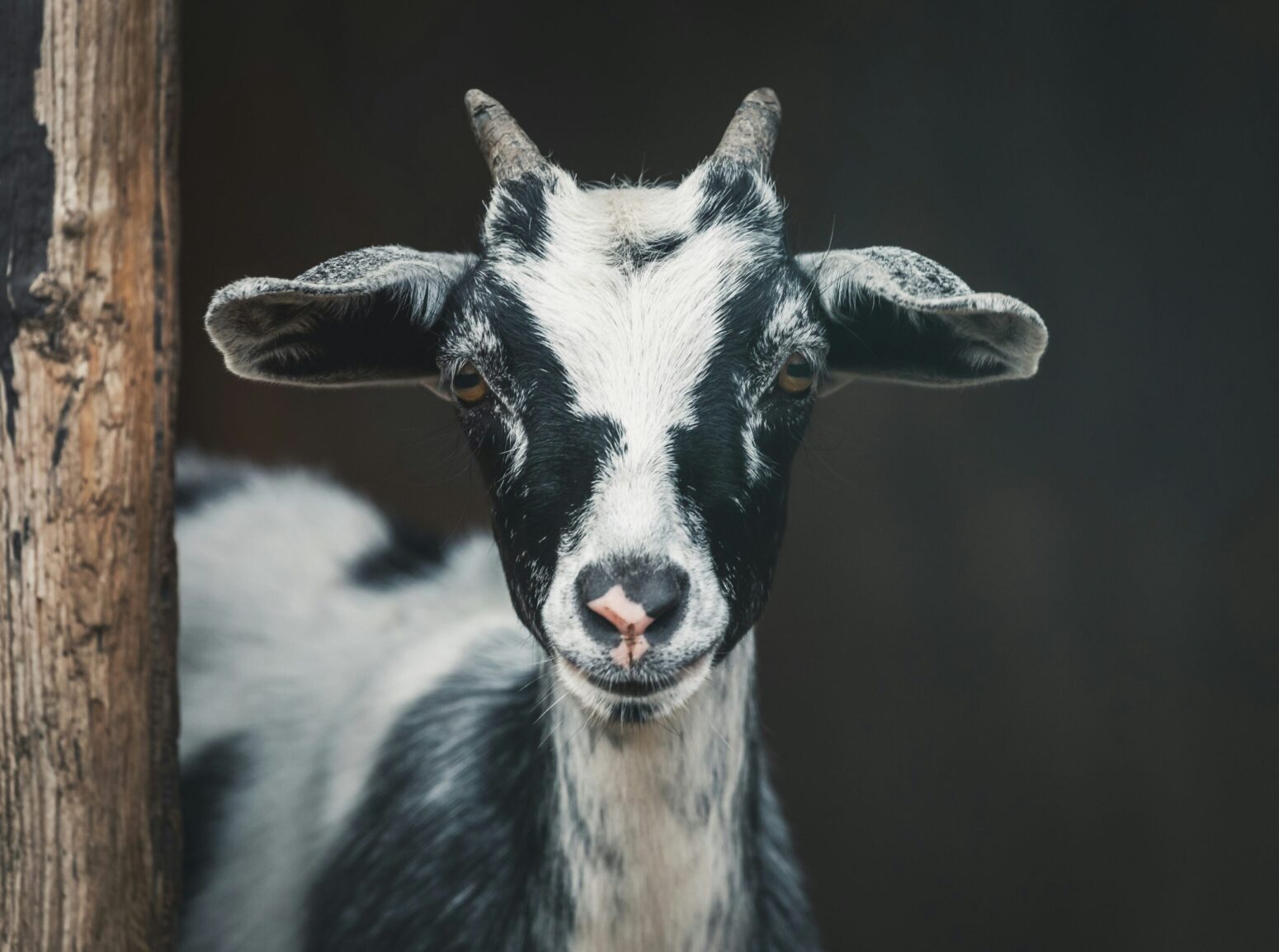 A black-and-white patched goat, with small horns and brown eyes.