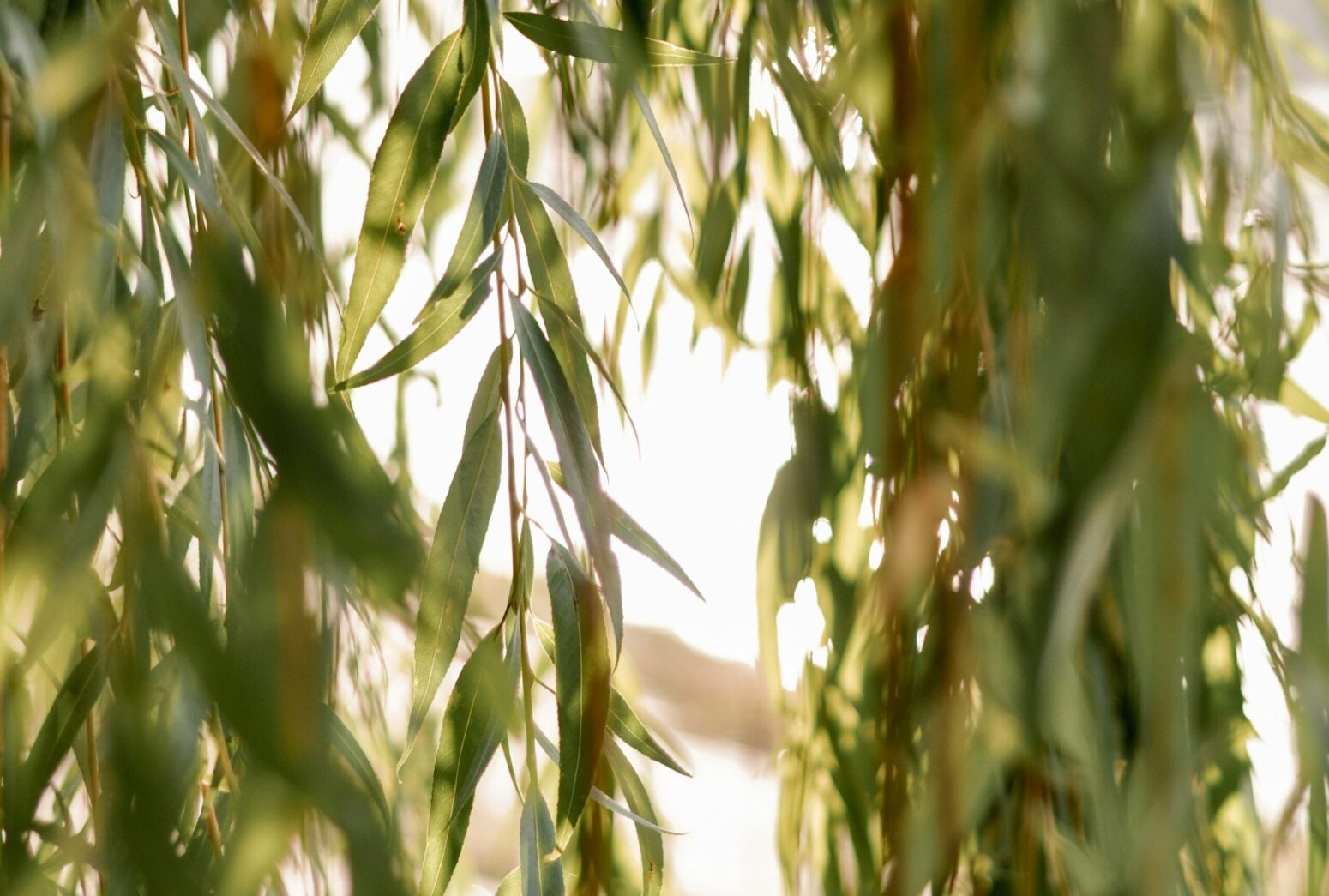 The light of the sun, shining through the green leaves of a weeping willow tree.