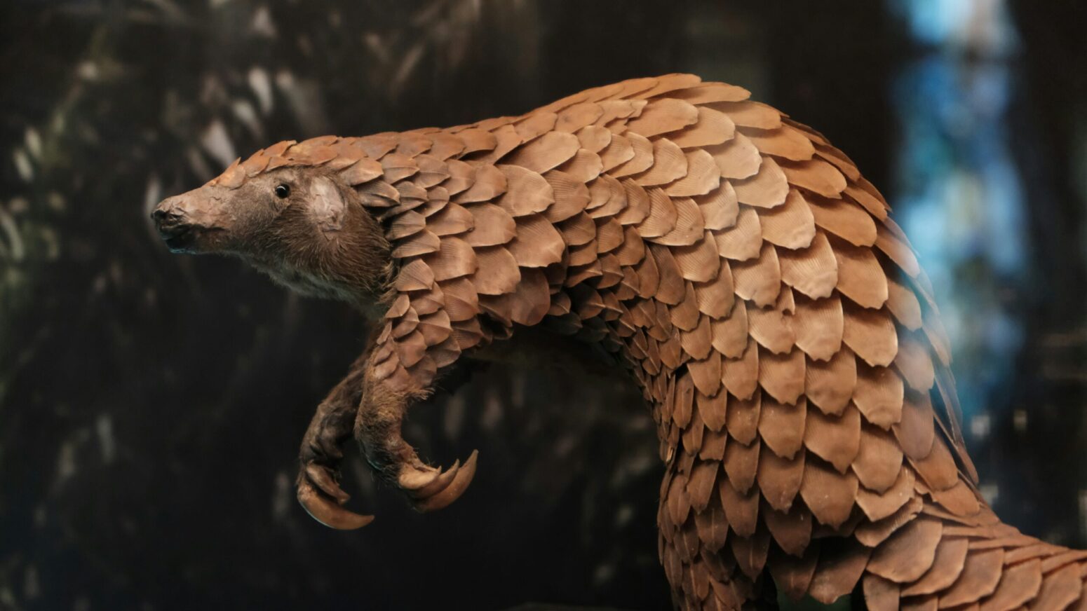 A pangolin, hunched over on its two back legs, looking toward the left.