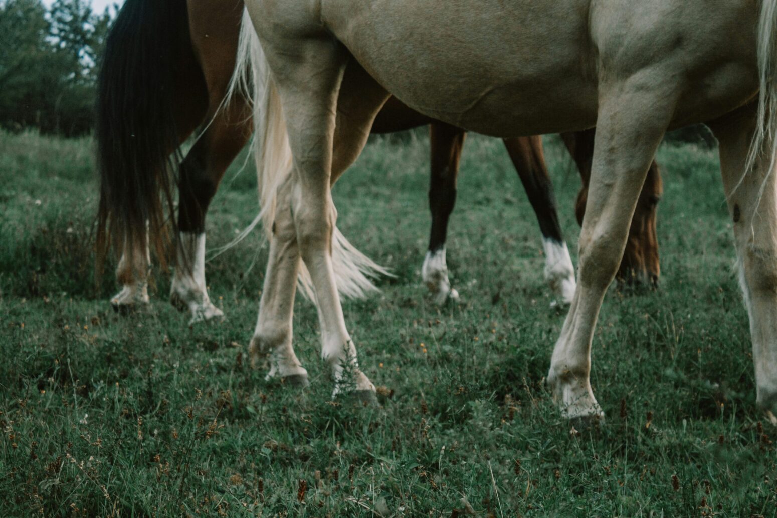 A low shot of two horses' legs on a field. The front horse is white, whereas the back horse is brown.