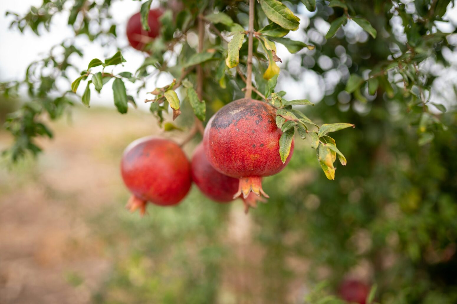 Two pomegranates hanging from a tree in a pomegranate orchard.
