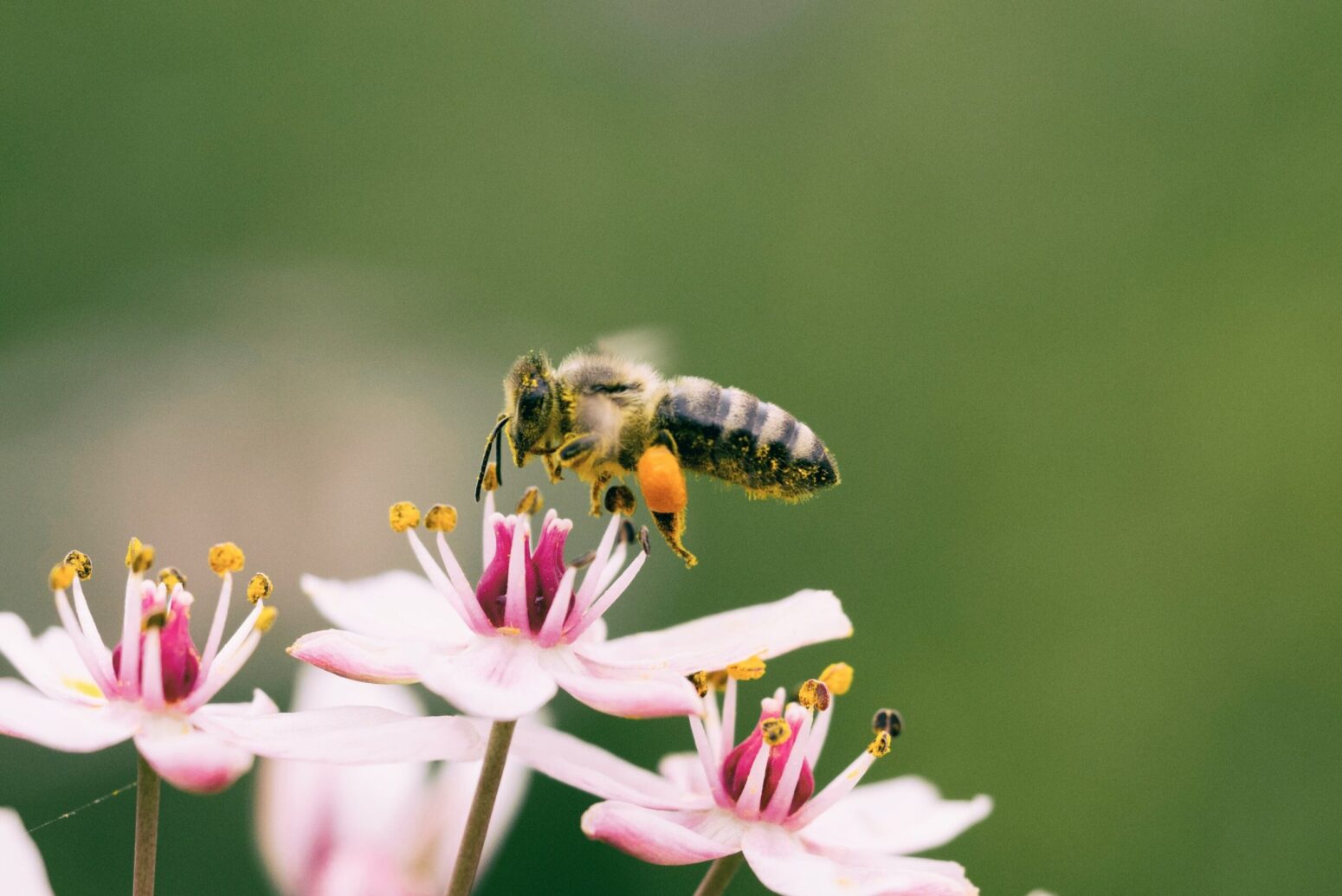 A bee flying next to a pink flower.