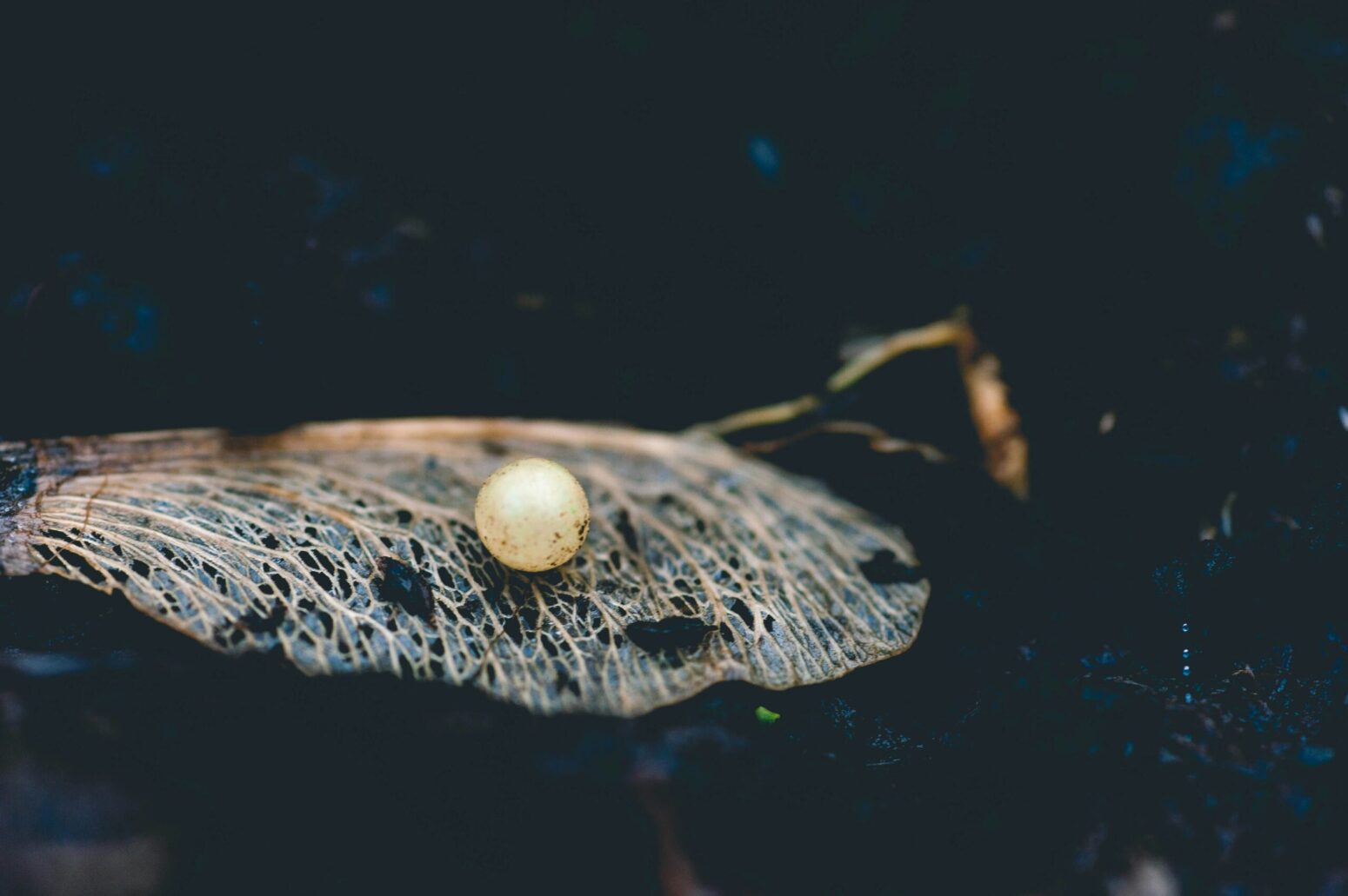 A close-up of a dead fly's wing with a pearl-like ball sitting on it