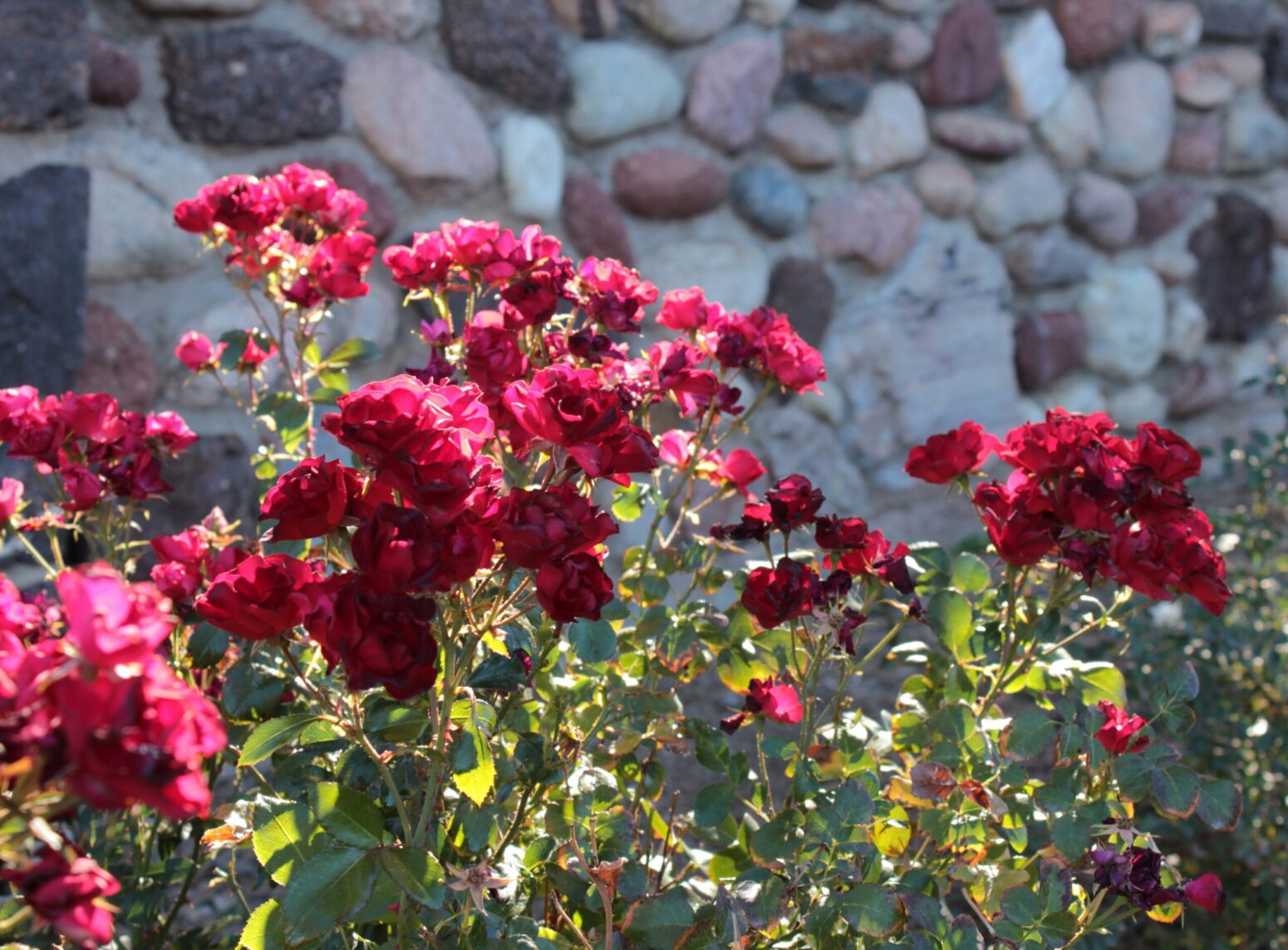 A bush of red roses in front of a stone wall