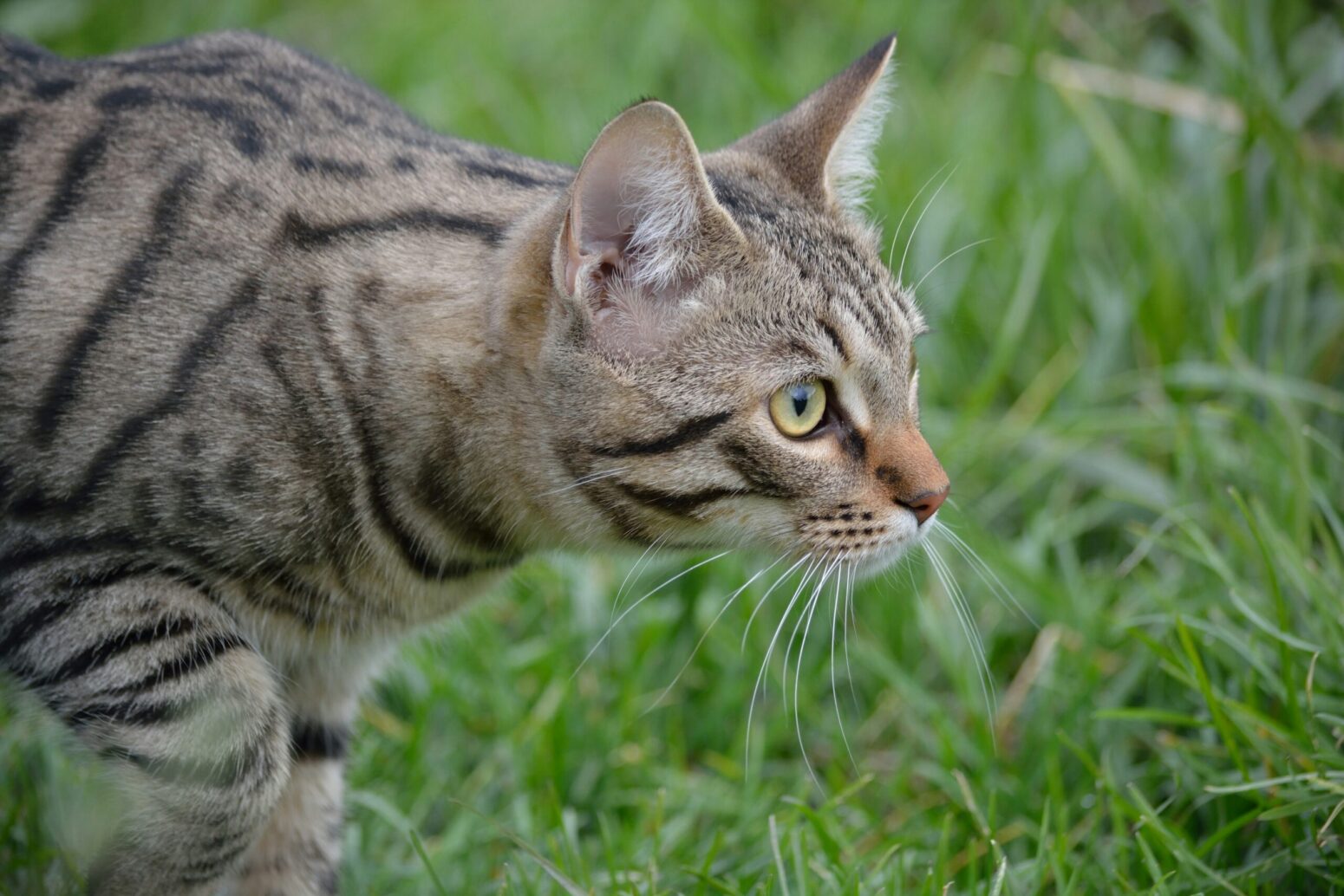 A gray, tabby cat, with green eyes, prowling through the grass
