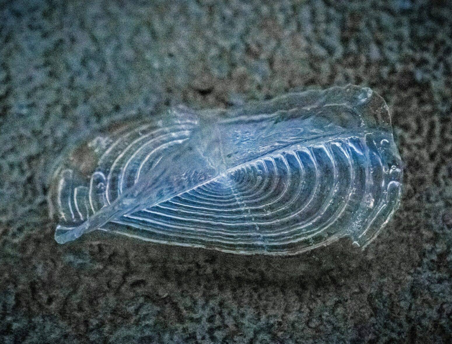 A grainy photo of a velella on the ocean floor. It resembles a circular sheet of plastic, ribbed with rings. It has a flap on the top of it pointed upward, and a faint blue color.