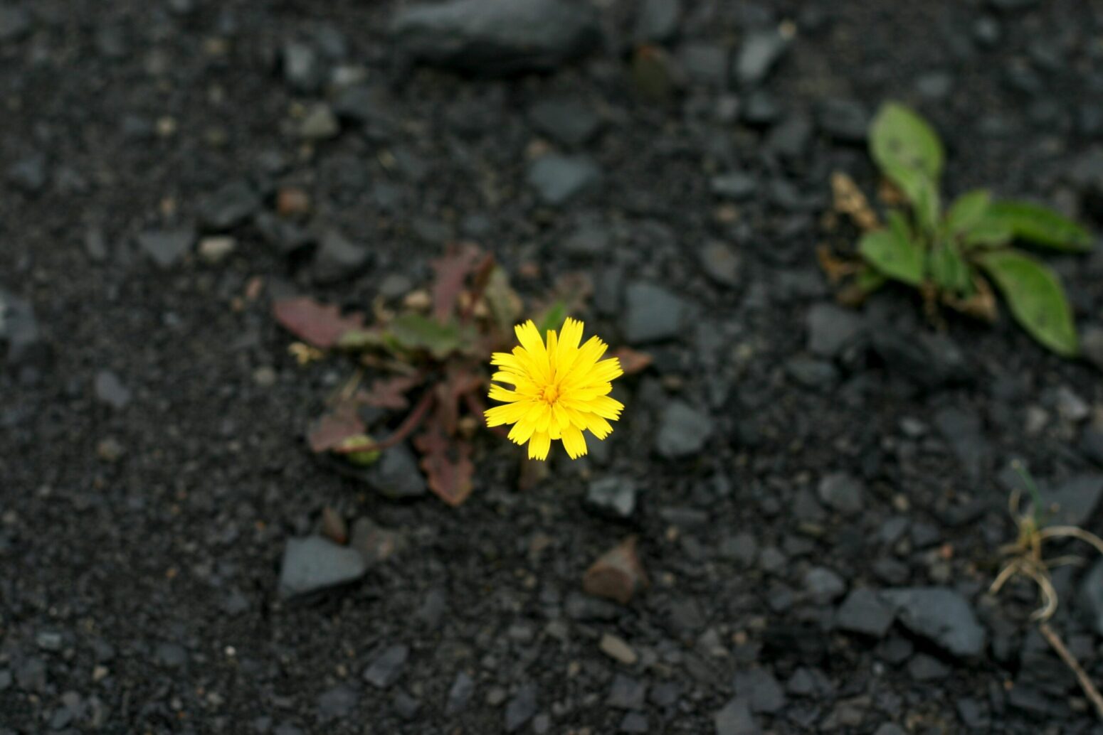 A single dandelion growing out of the rubble.