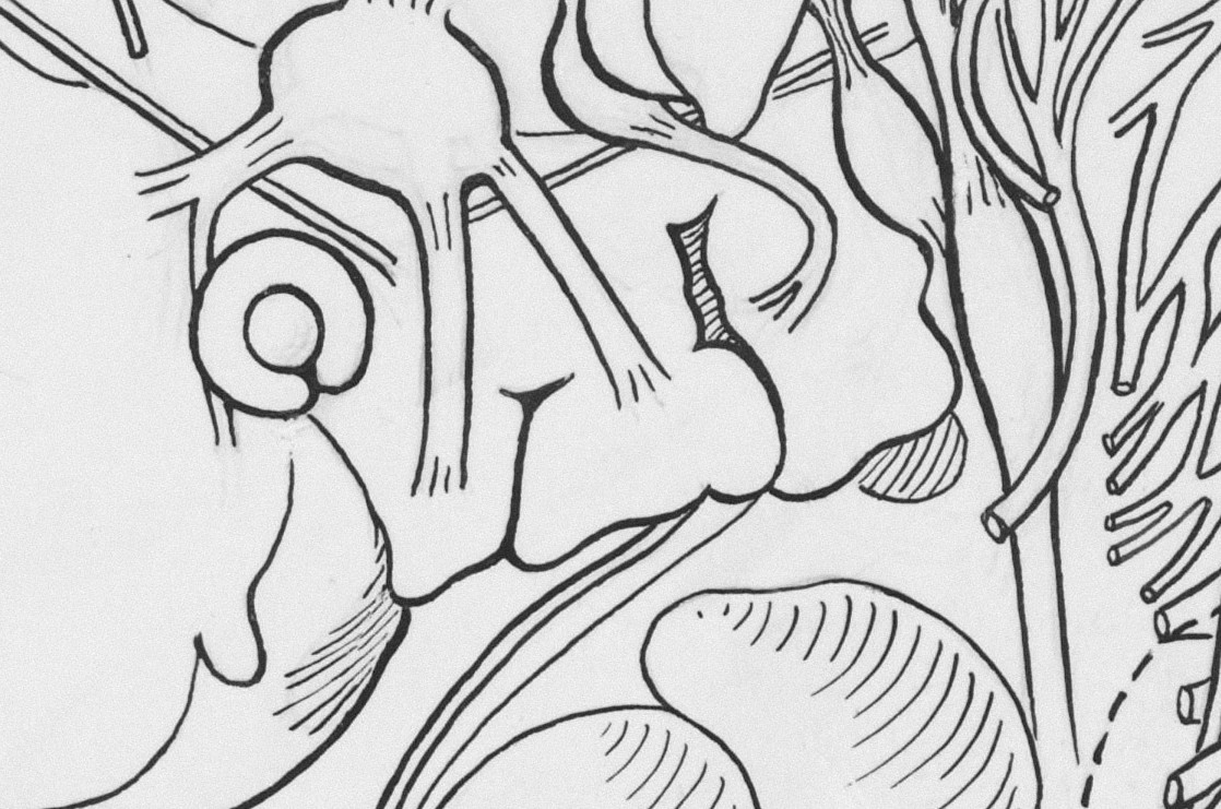 A close-up of a line drawing of an embryo, specifically, the pharyngeal arches