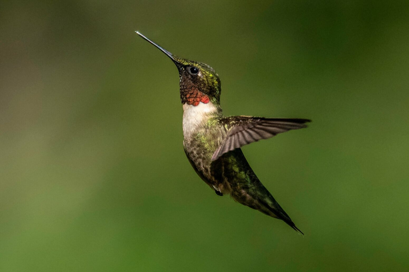 A flying, green-and-white hummingbird.