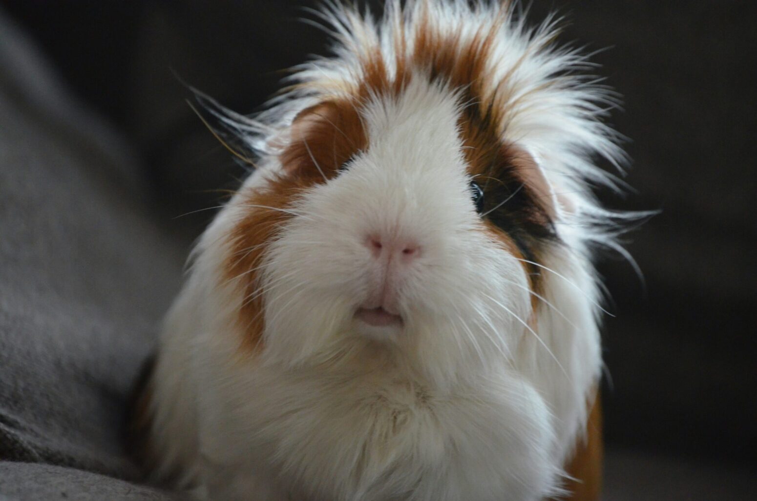 A white-and-brown, tufted guinea pig, sitting on a gray sheet.