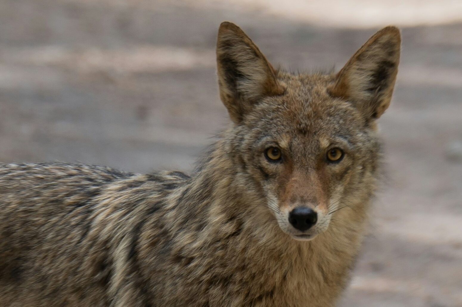 A brown coyote, looking at the camera.