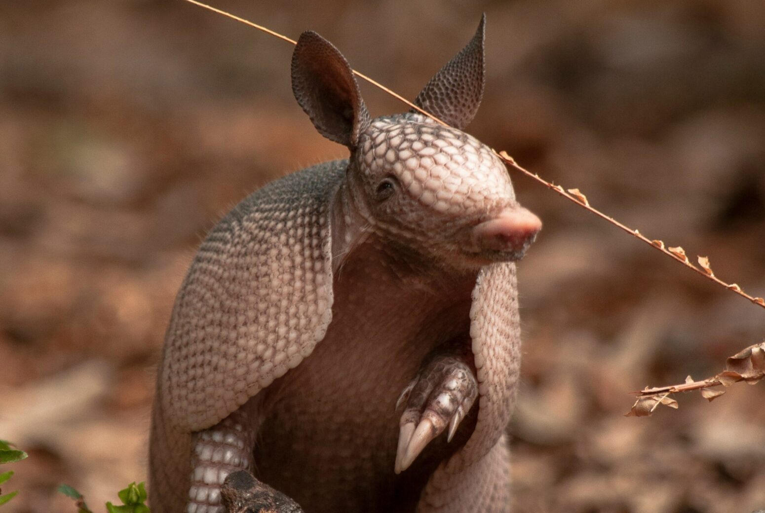 An armadillo in a forest, surrounded by dead leaves