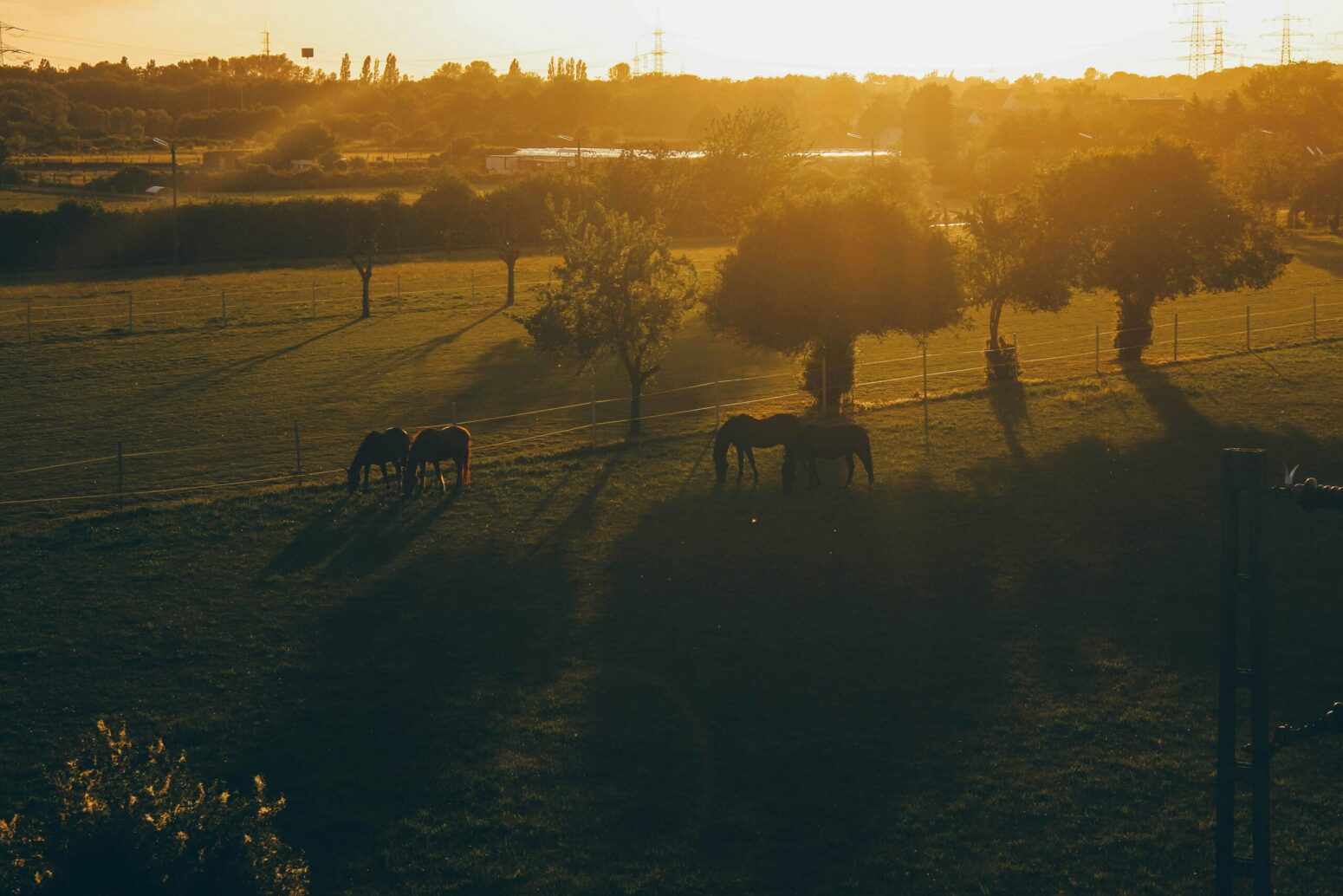 Five horses grazing in a pasture.