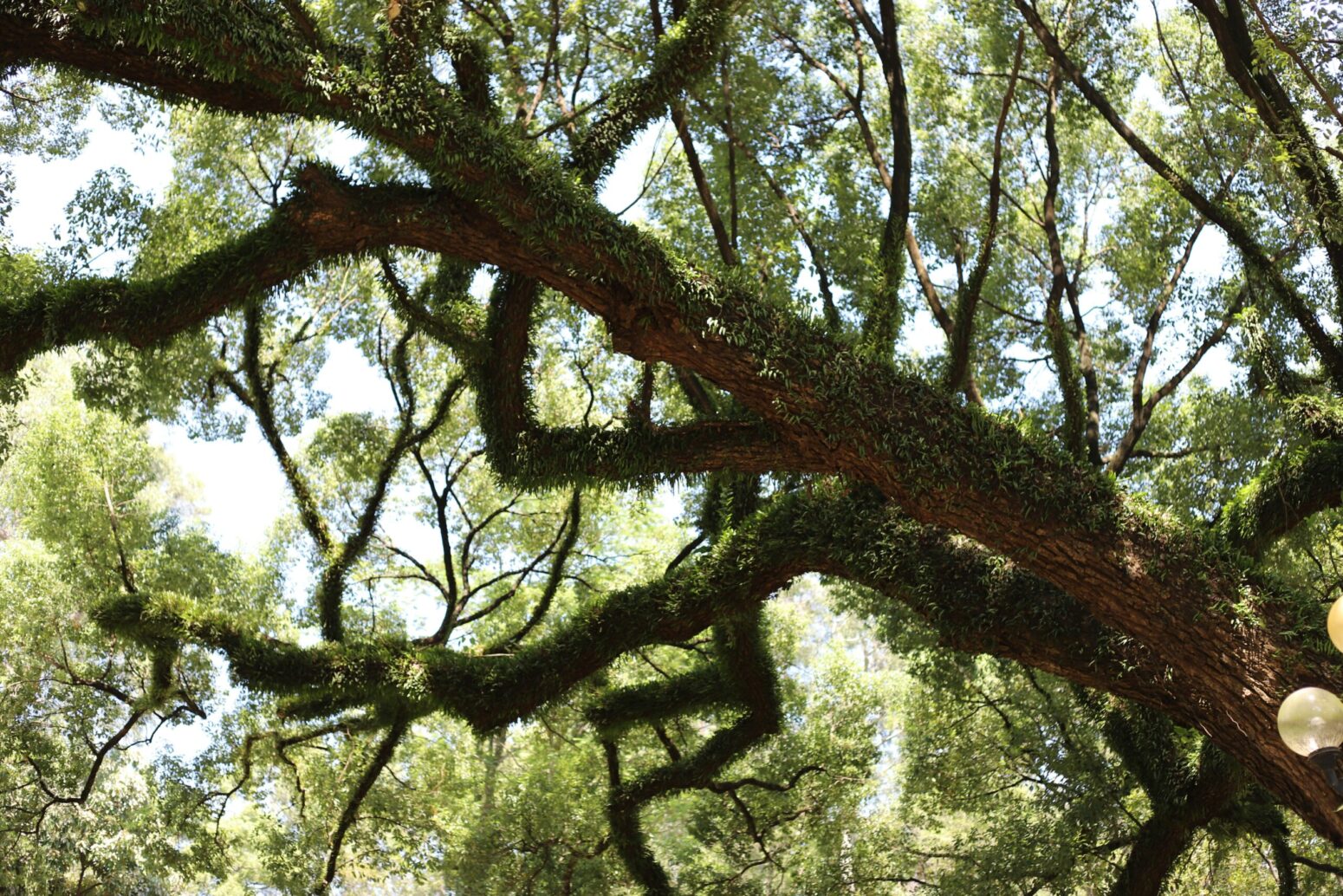 Large tree branches covered in ivy